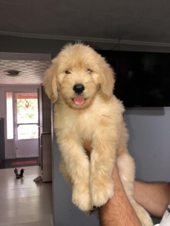 goldendoodle-big-1