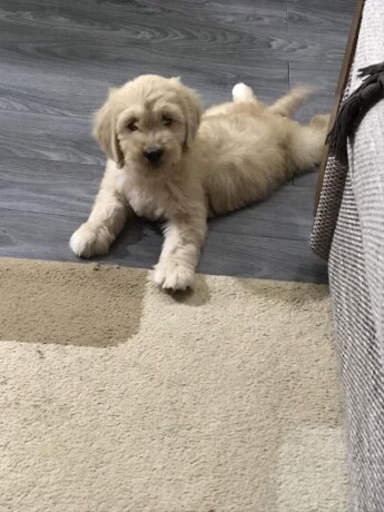 goldendoodle-big-4