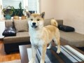 stenci-shiba-inu-small-3