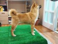 stenci-shiba-inu-small-2