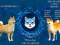 stenci-shiba-inu-small-4