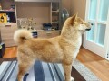 stenci-shiba-inu-small-0