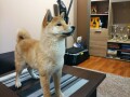 stenci-shiba-inu-small-1