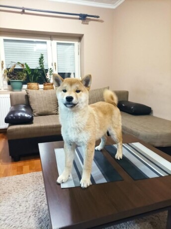 stenci-shiba-inu-big-3