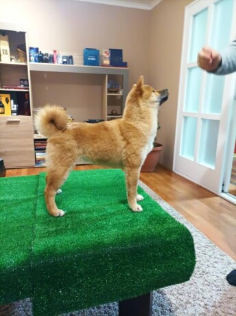 stenci-shiba-inu-big-2