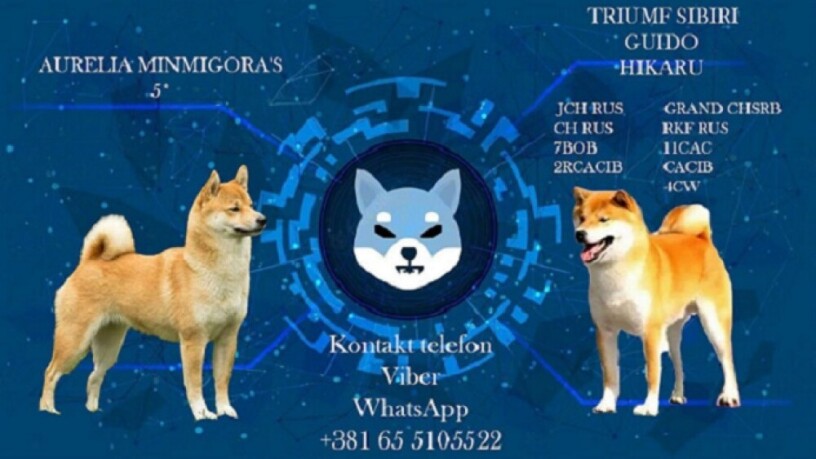 stenci-shiba-inu-big-4