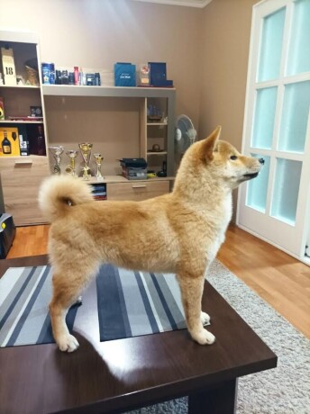 stenci-shiba-inu-big-0