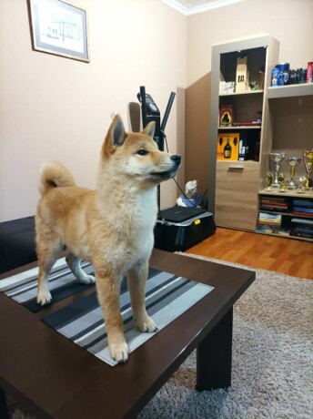 stenci-shiba-inu-big-1