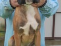 nemacki-bokser-boxer-small-3