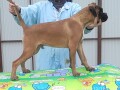 nemacki-bokser-boxer-small-0