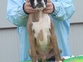 nemacki-bokser-boxer-small-2