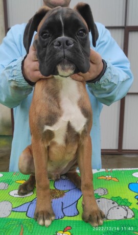 nemacki-bokser-boxer-big-3