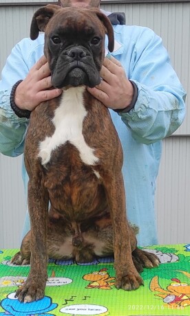 nemacki-bokser-boxer-big-4