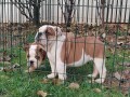 engleski-bulldog-small-4