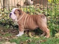 engleski-bulldog-small-3