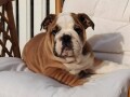 engleski-bulldog-small-1