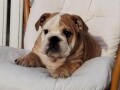 engleski-bulldog-small-0