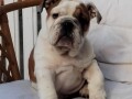 engleski-bulldog-small-2