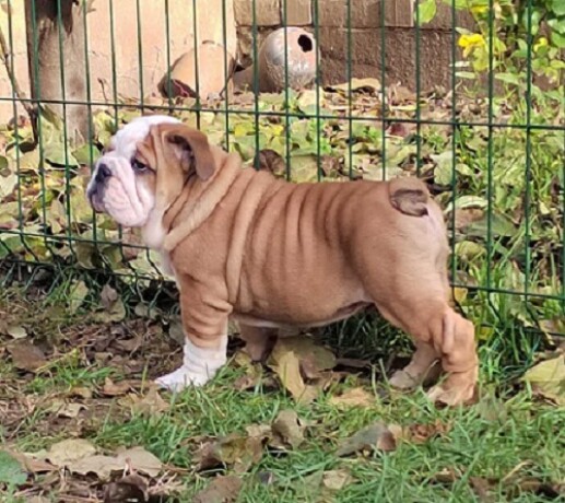 engleski-bulldog-big-3