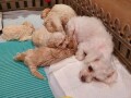 maltipoo-stenci-small-3