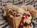 maltipoo-stenci-small-2