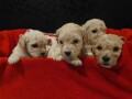 maltipoo-stenci-small-1