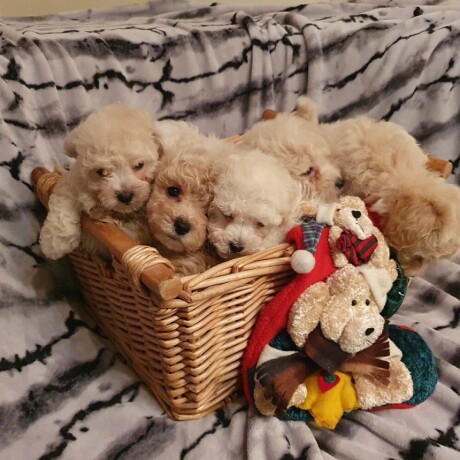 maltipoo-stenci-big-2