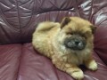 chow-chow-cau-cau-stenad-small-0