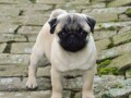 mops-musko-stene-small-2