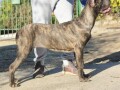 cane-corso-zenka-na-prodaju-small-1