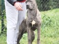 cane-corso-zenka-na-prodaju-small-2