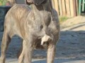 cane-corso-zenka-na-prodaju-small-3