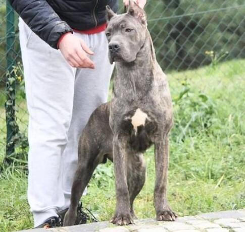 cane-corso-zenka-na-prodaju-big-2