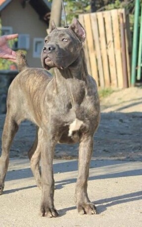 cane-corso-zenka-na-prodaju-big-3