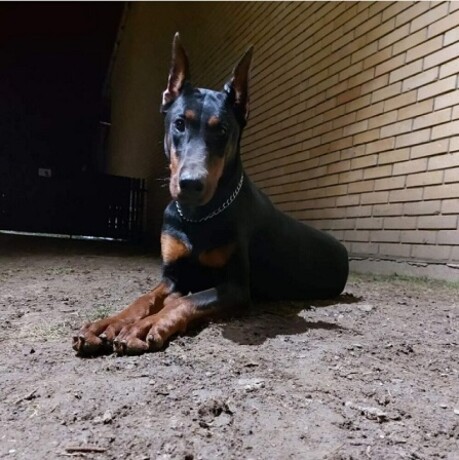 doberman-stenci-big-3