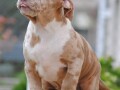 american-bully-xl-small-3