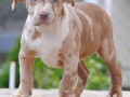 american-bully-xl-small-4