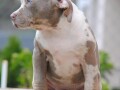 american-bully-xl-small-2