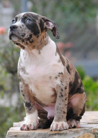 american-bully-xl-big-1