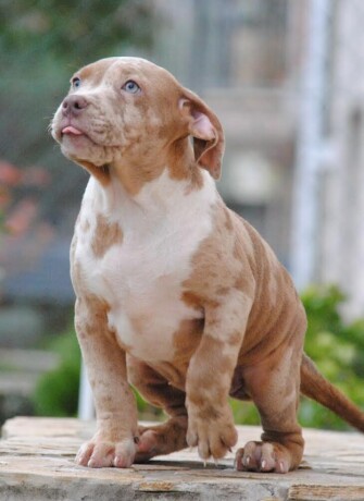 american-bully-xl-big-3