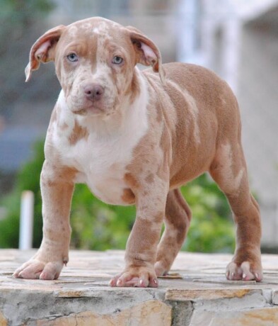 american-bully-xl-big-4