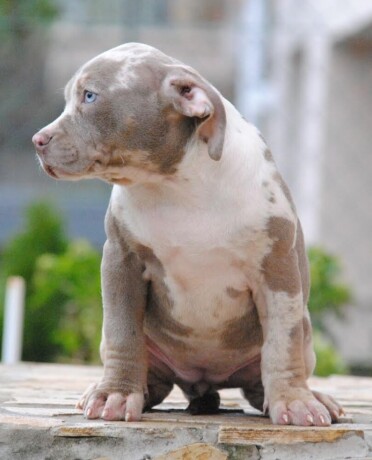 american-bully-xl-big-2