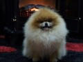 pomeranacpomeranianboo-stenci-small-0