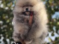 pomeranacpomeranianboo-stenci-small-1