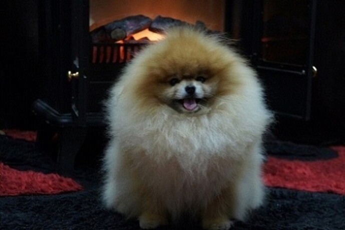 pomeranacpomeranianboo-stenci-big-0