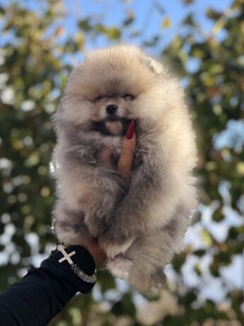 pomeranacpomeranianboo-stenci-big-1