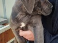 cane-corso-stenci-small-2