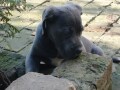 cane-corso-stenci-small-4