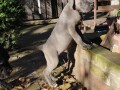 cane-corso-stenci-small-3