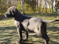 cane-corso-stenci-small-1